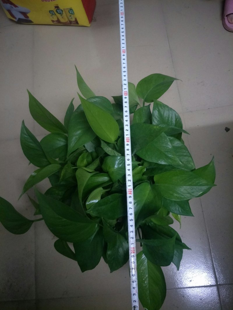 绿萝180#八角红盆和白盆AAA级货叶帽大叶度包邮