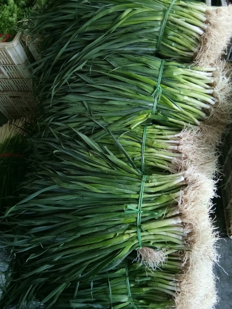 蒜苗（新鮮蒜苗現貨）
