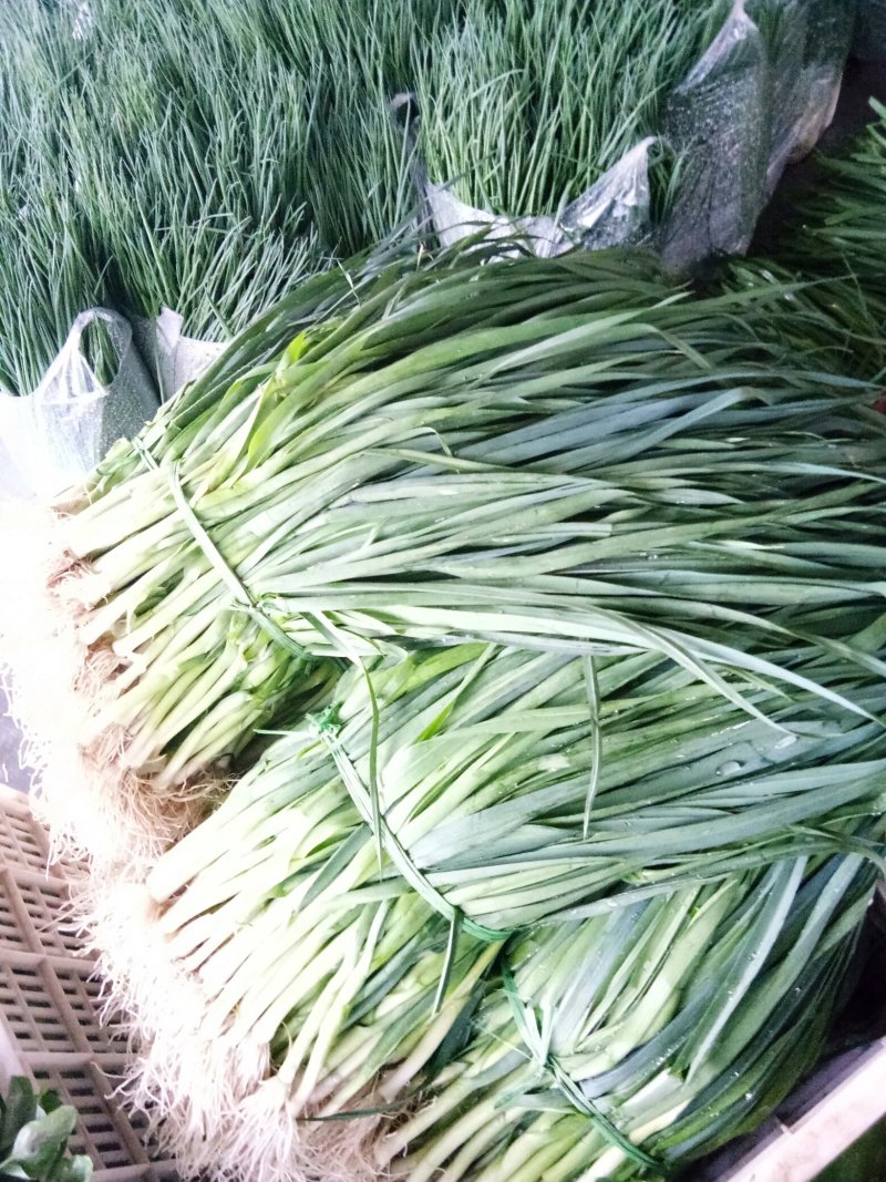 蒜苗（新鮮蒜苗現貨）