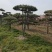 基地出售造型松小规格景松地径10-12公分平顶松