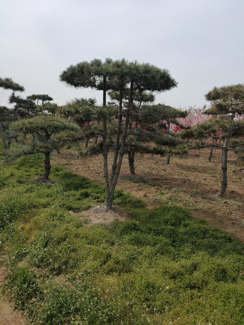 基地出售造型松小规格景松地径10-12公分平顶松