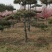 基地出售造型松小规格景松地径10-12公分平顶松