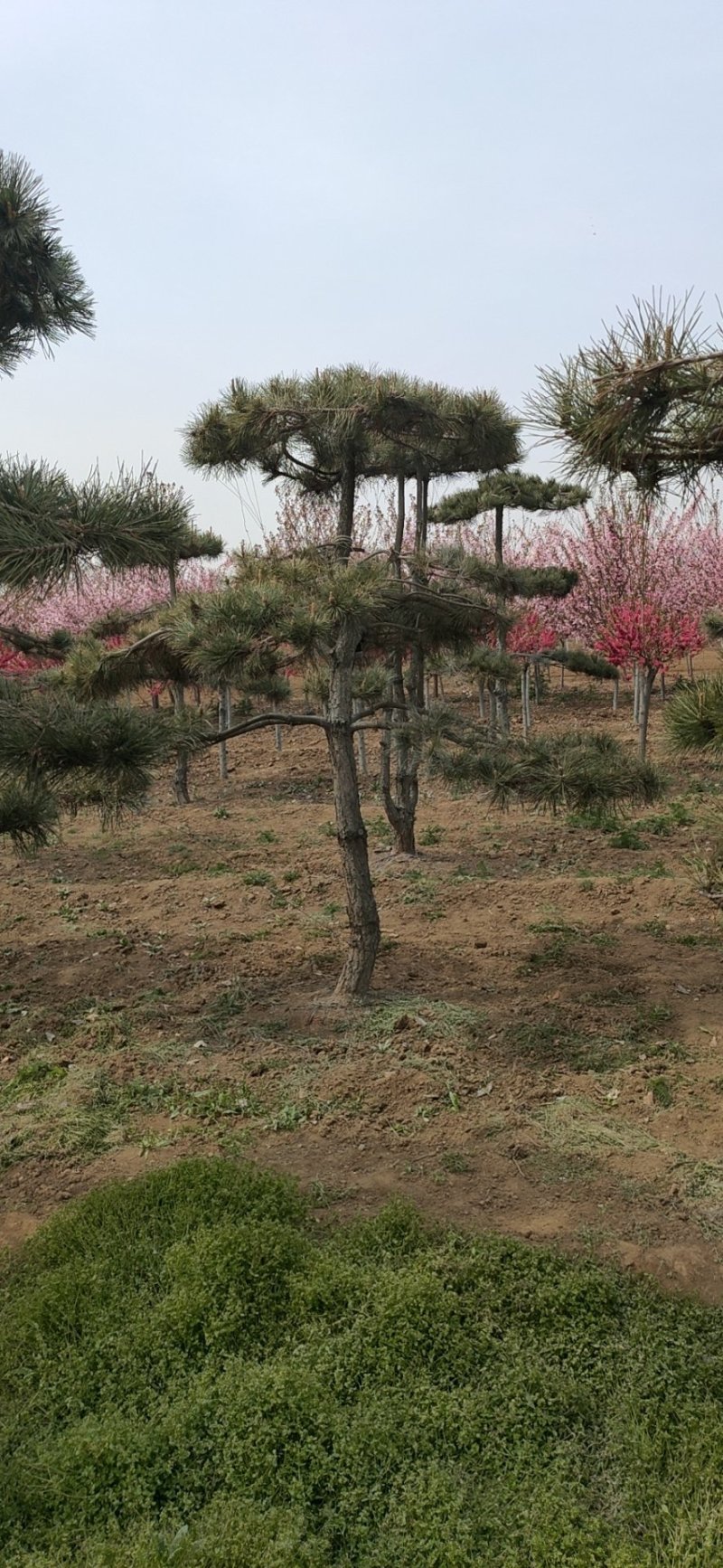 基地出售造型松小规格景松地径10-12公分平顶松