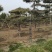 基地出售造型松小规格景松地径10-12公分平顶松