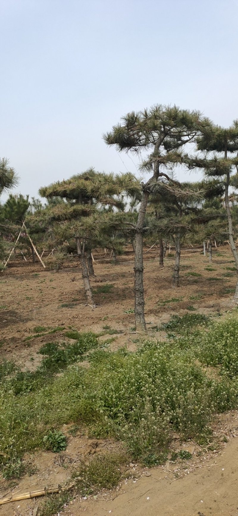基地出售造型松小规格景松地径10-12公分平顶松