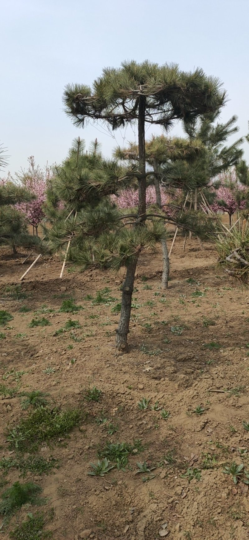 基地出售造型松小规格景松地径10-12公分平顶松