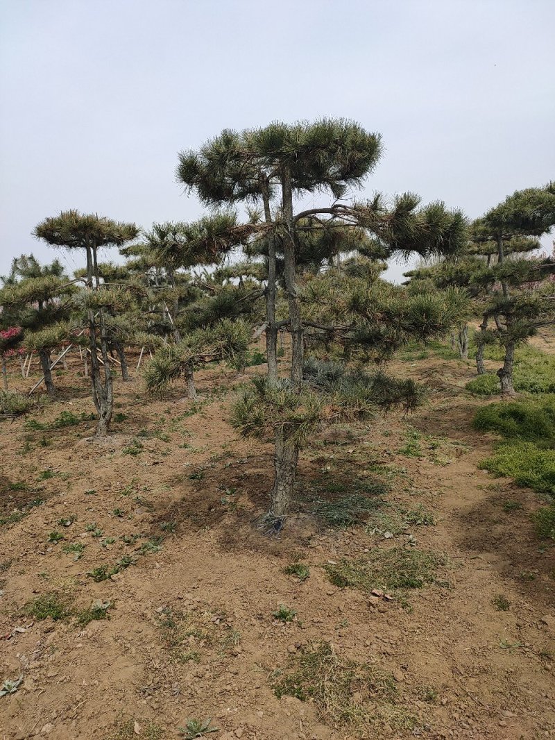 基地出售造型松小规格景松地径10-12公分平顶松