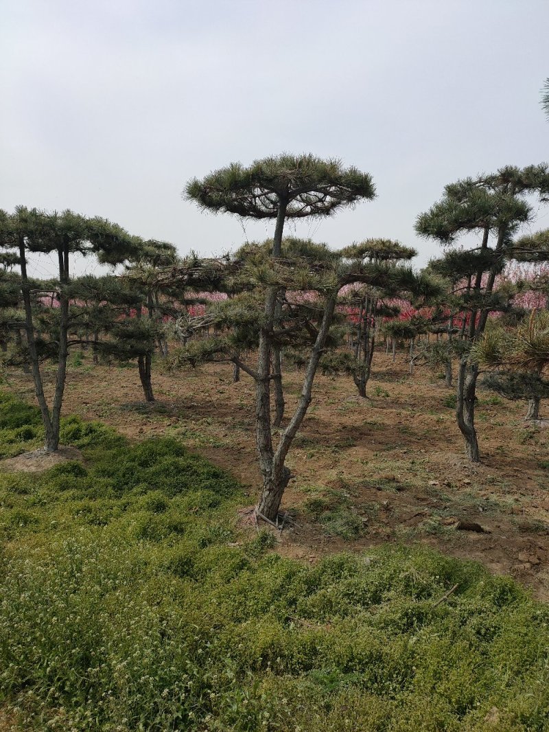 基地出售造型松小规格景松地径10-12公分平顶松