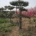 基地出售造型松小规格景松地径10-12公分平顶松
