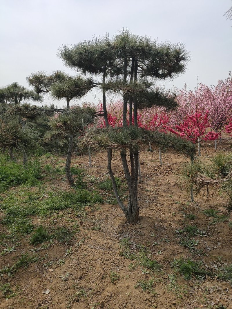 基地出售造型松小规格景松地径10-12公分平顶松