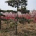 基地出售造型松小规格景松地径10-12公分平顶松