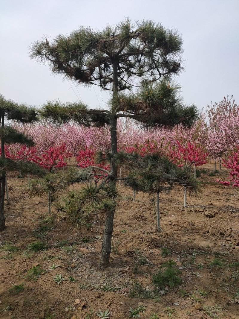 基地出售造型松小规格景松地径10-12公分平顶松