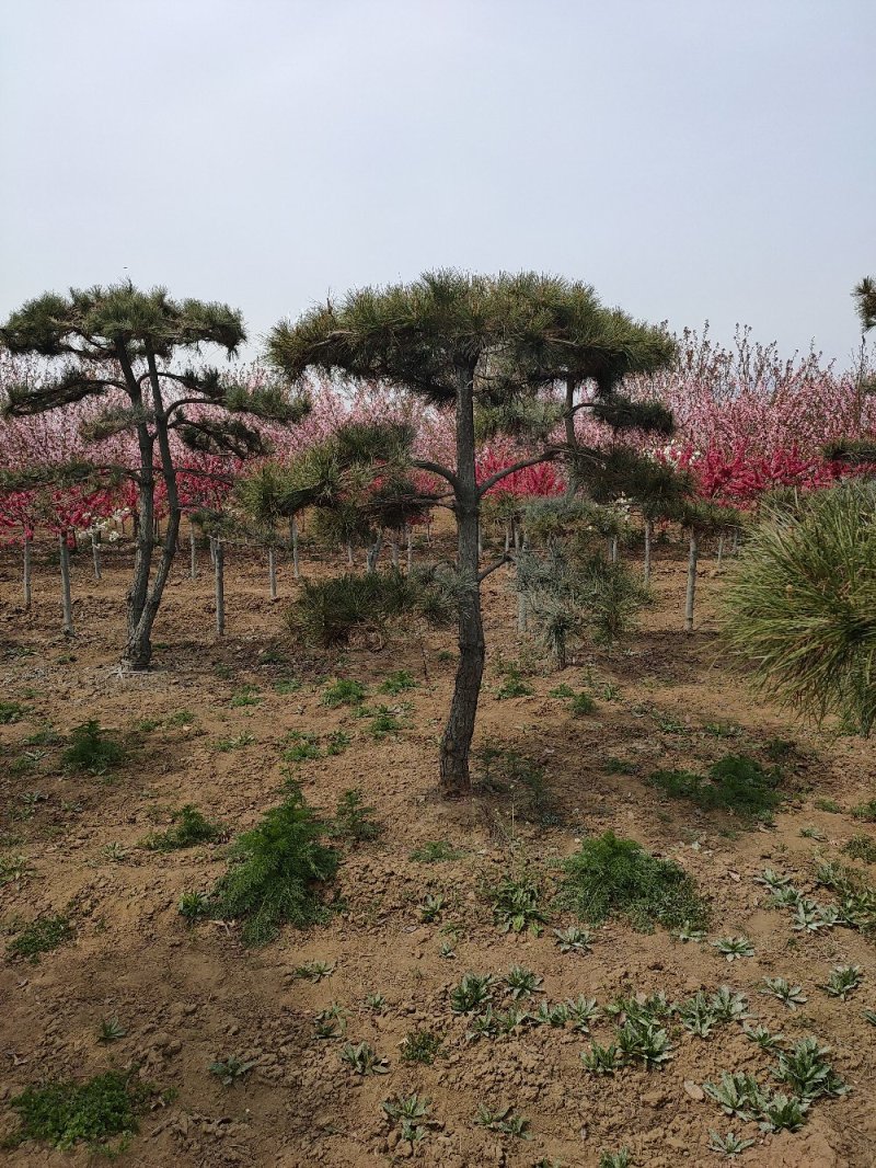 基地出售造型松小规格景松地径10-12公分平顶松