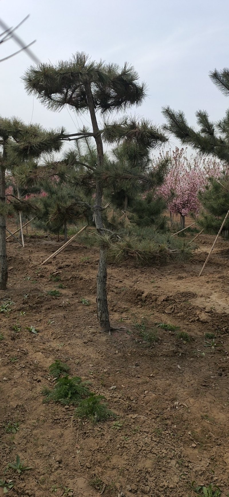 基地出售造型松小规格景松地径10-12公分平顶松