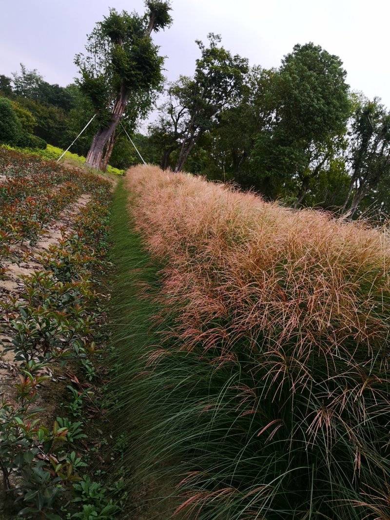 细叶芒
