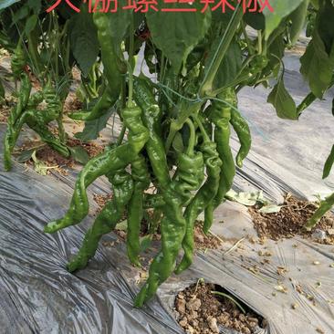 大荔县和蒲城县两个县螺丝椒正在热卖中（代发、代办）