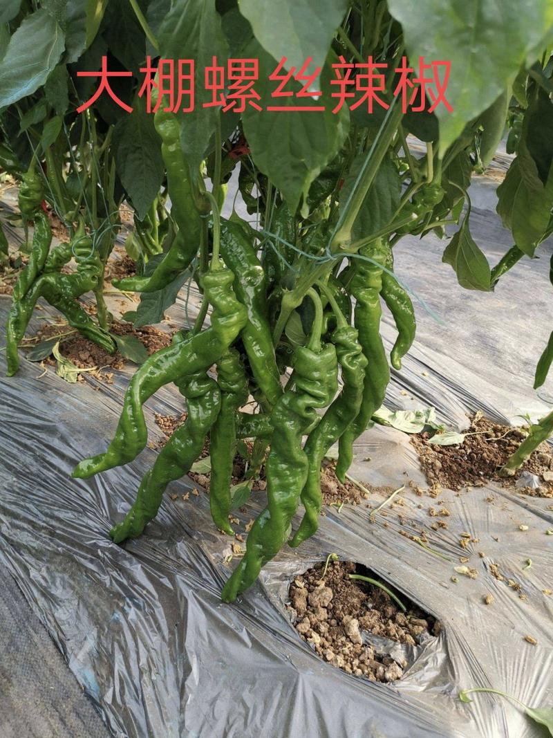 大荔县和蒲城县两个县螺丝椒正在热卖中（代发、代办）
