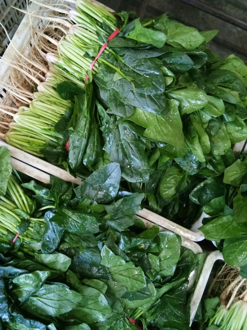 菠菜（新鮮菠菜現貨供应）