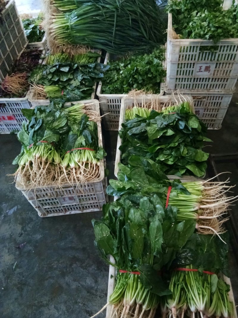 菠菜（新鮮菠菜現貨供应）