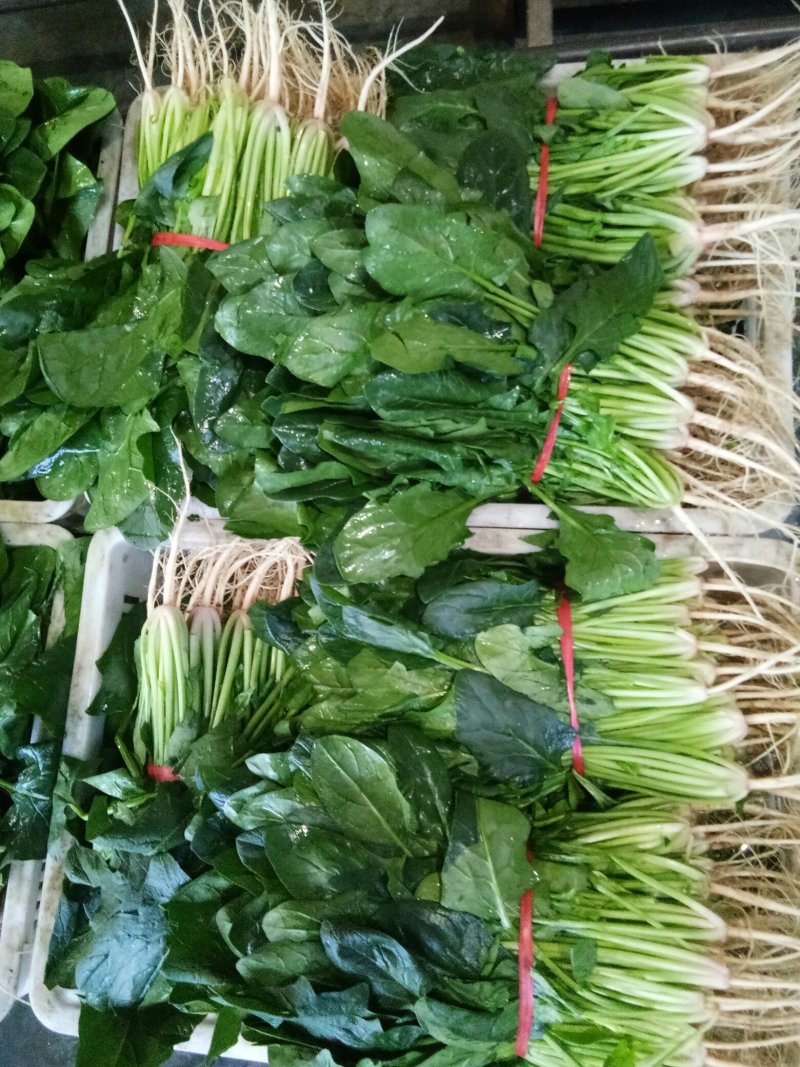菠菜（新鮮菠菜現貨供应）