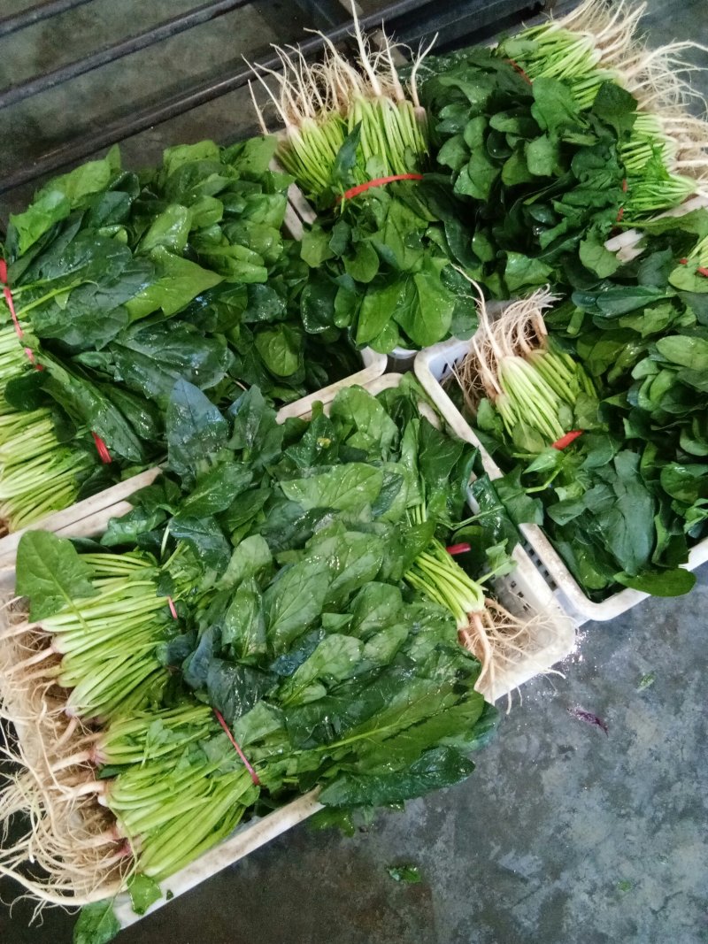 菠菜（新鮮菠菜現貨供应）