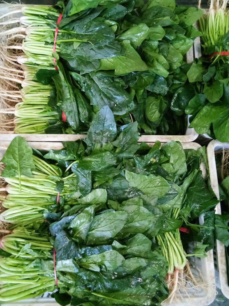 菠菜（新鮮菠菜現貨供应）