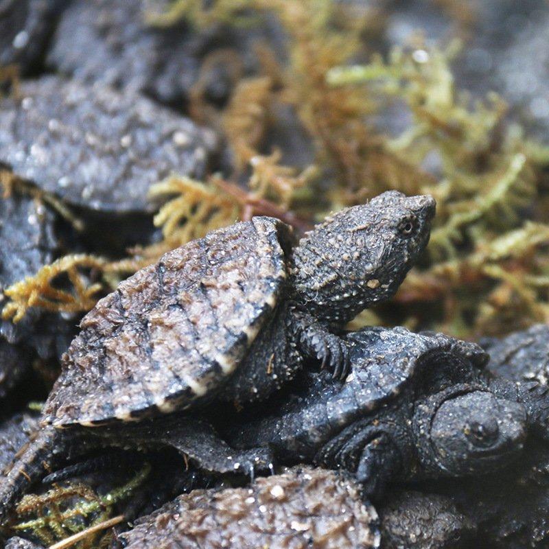 北美小鳄龟观赏龟养殖场一件代发