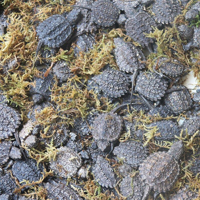 北美小鳄龟观赏龟养殖场一件代发