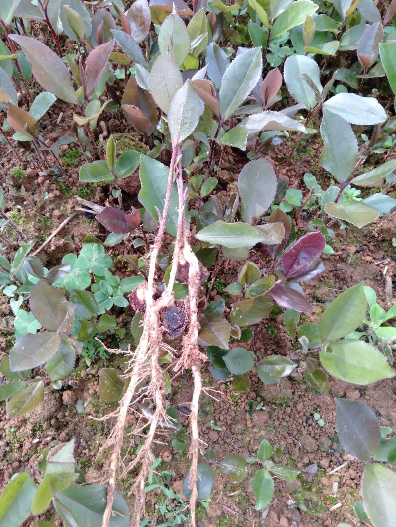 大量供应油茶小苗500万