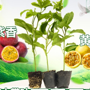 百香果苗黄金百香果金霸紫香台农满天星嫁接苗当年结果可盘栽