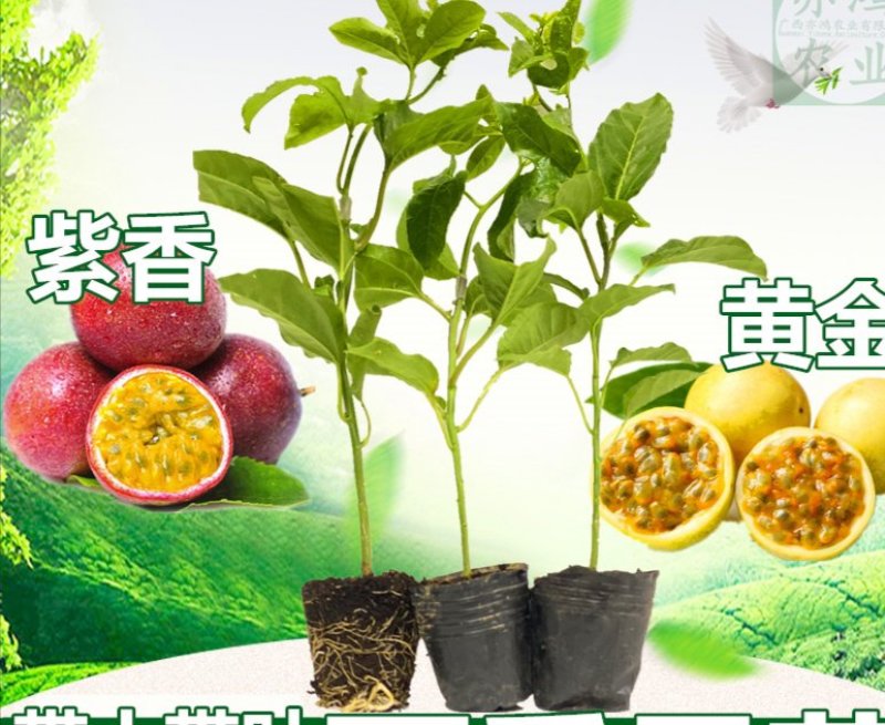 百香果苗黄金百香果金霸紫香台农满天星嫁接苗当年结果可盘栽