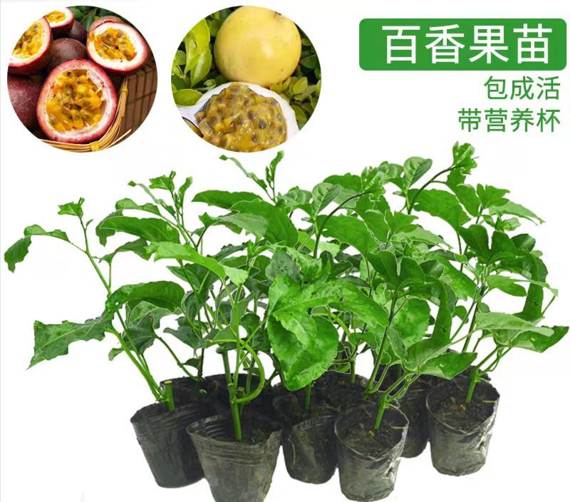 百香果苗黄金百香果金霸紫香台农满天星嫁接苗当年结果可盘栽
