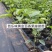 百香果苗黄金百香果金霸紫香台农满天星嫁接苗当年结果可盘栽