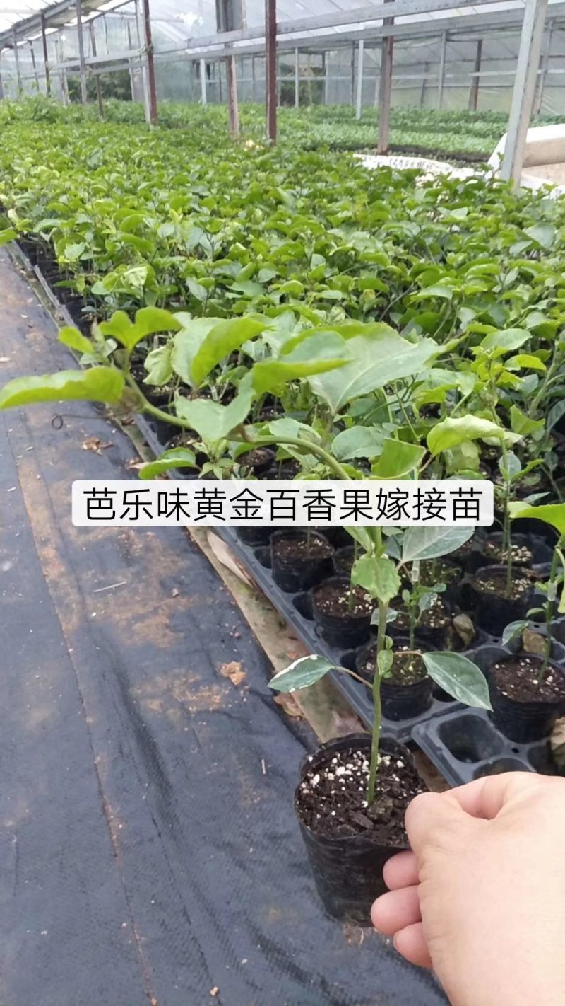 百香果苗黄金百香果金霸紫香台农满天星嫁接苗当年结果可盘栽