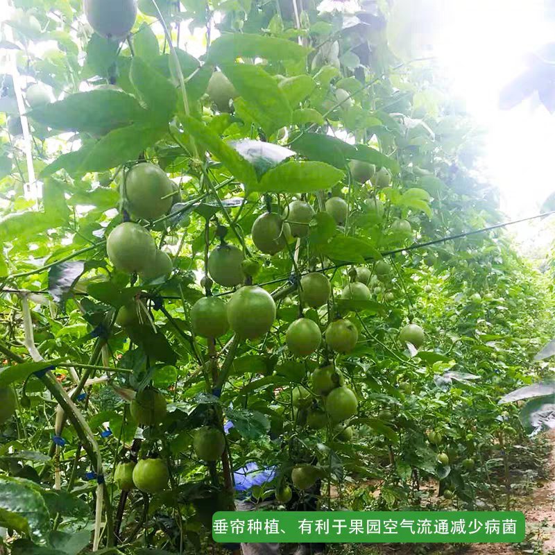 百香果苗黄金百香果金霸紫香台农满天星嫁接苗当年结果可盘栽