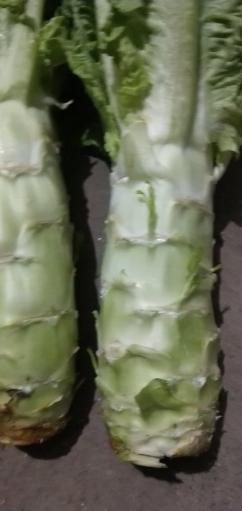莴笋