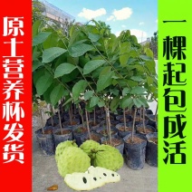 台湾嫁接凤梨释迦苗番荔枝苗佛头果佛陀果树苗地栽盆栽当