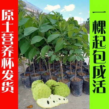 台湾嫁接凤梨释迦苗番荔枝苗佛头果佛陀果树苗地栽盆栽当
