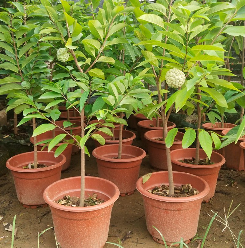 台湾嫁接凤梨释迦苗番荔枝苗佛头果佛陀果树苗地栽盆栽当