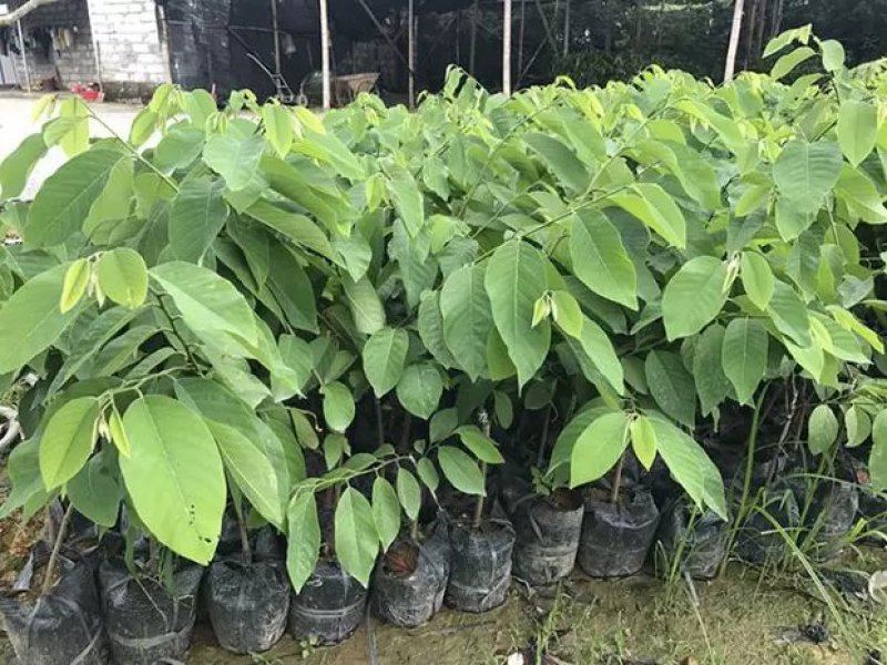 台湾嫁接凤梨释迦苗番荔枝苗佛头果佛陀果树苗地栽盆栽当