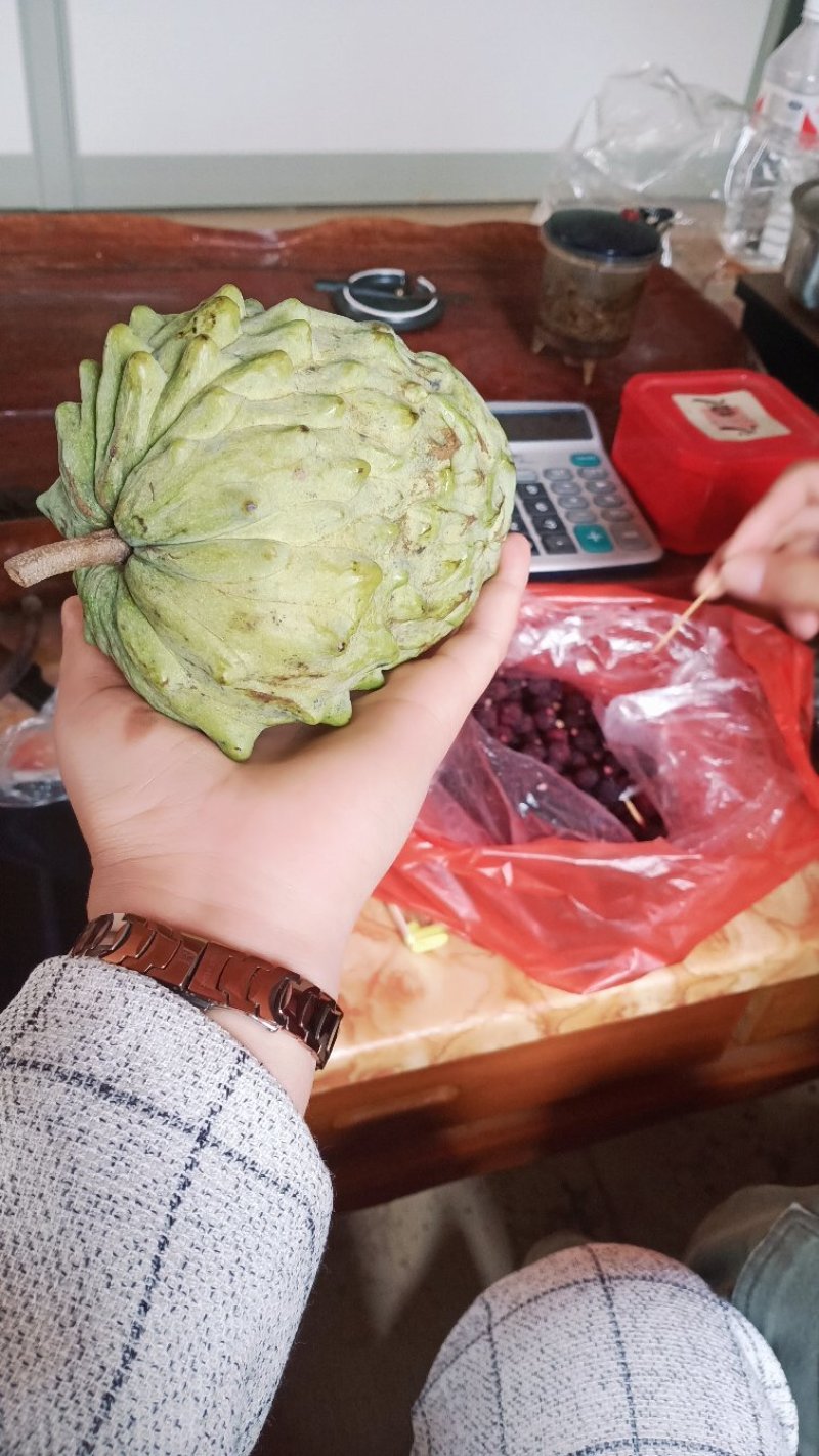 台湾嫁接凤梨释迦苗番荔枝苗佛头果佛陀果树苗地栽盆栽当