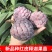 台湾嫁接凤梨释迦苗番荔枝苗佛头果佛陀果树苗地栽盆栽当