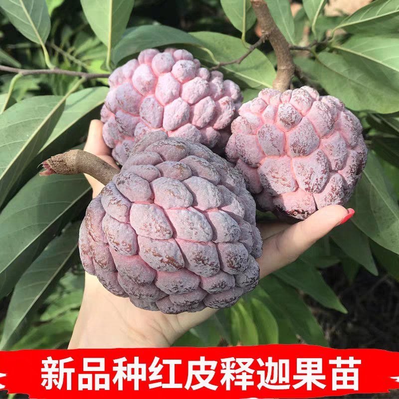 台湾嫁接凤梨释迦苗番荔枝苗佛头果佛陀果树苗地栽盆栽当