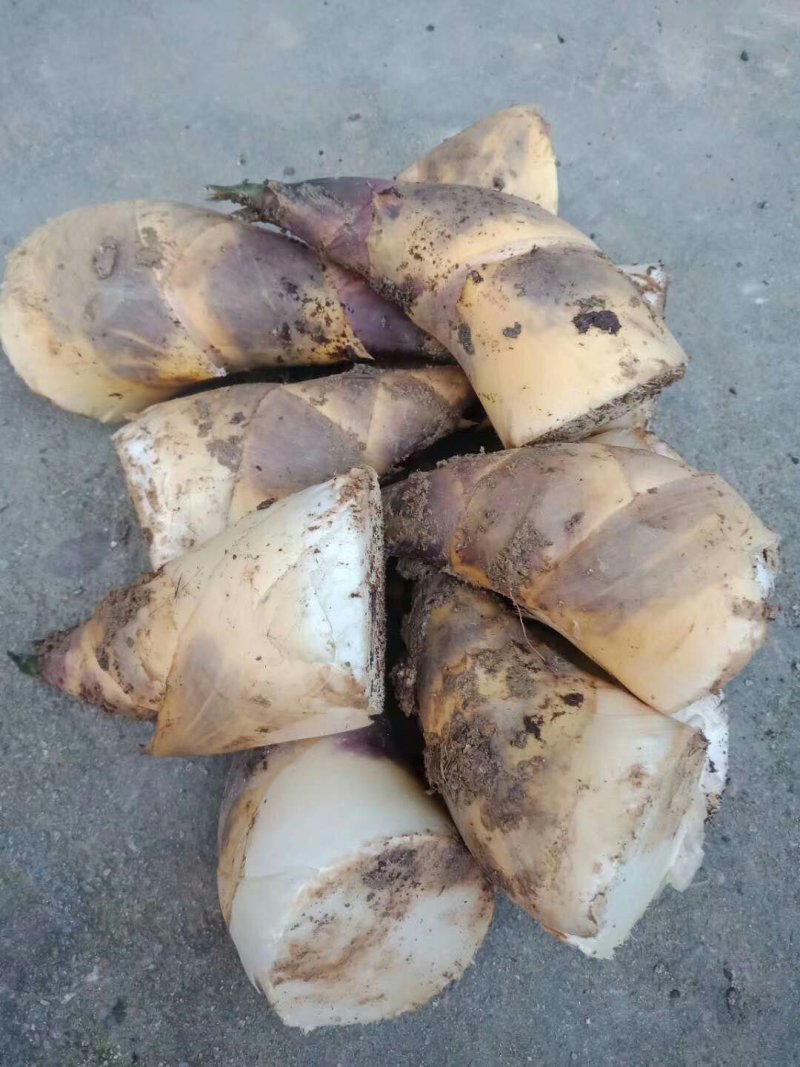 福建笋干新鲜出炉，有质有量，欢迎骚扰