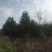 蓝田县白皮松基地欢迎你前来考察，我们有精心的团队