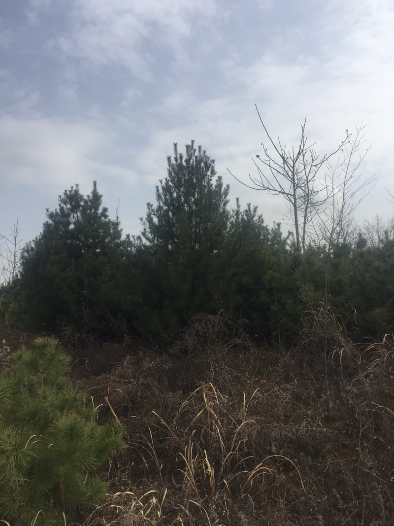 蓝田县白皮松基地欢迎你前来考察，我们有精心的团队