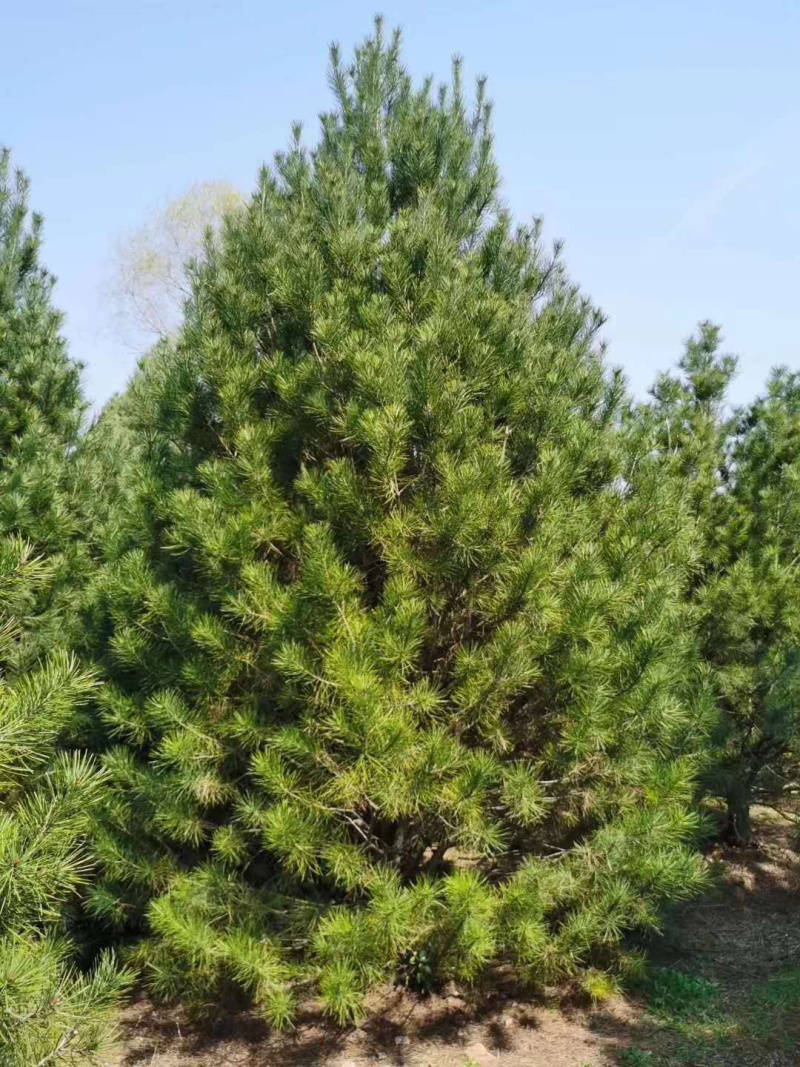 蓝田县白皮松基地欢迎你前来考察，我们有精心的团队