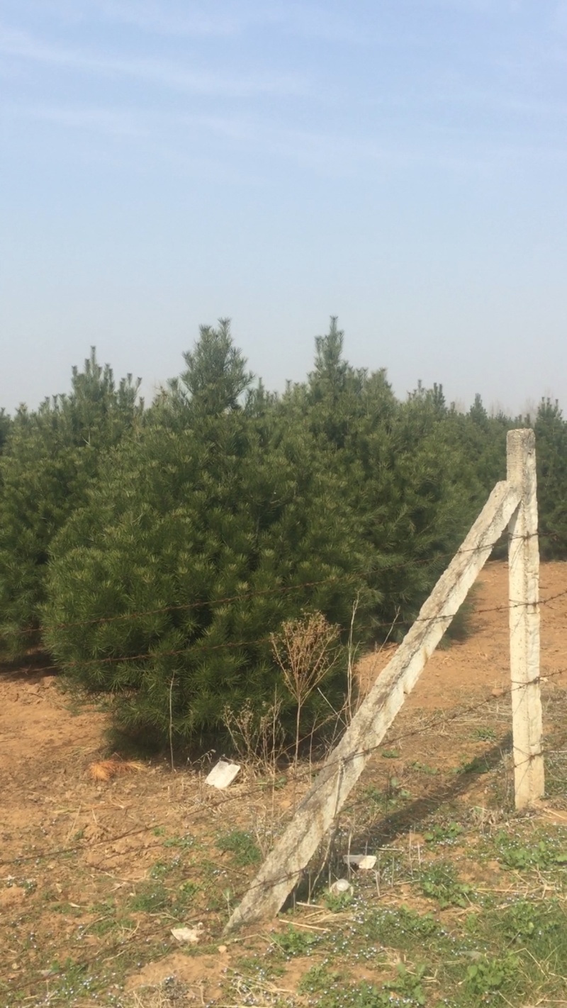 蓝田县白皮松基地欢迎你前来考察，我们有精心的团队