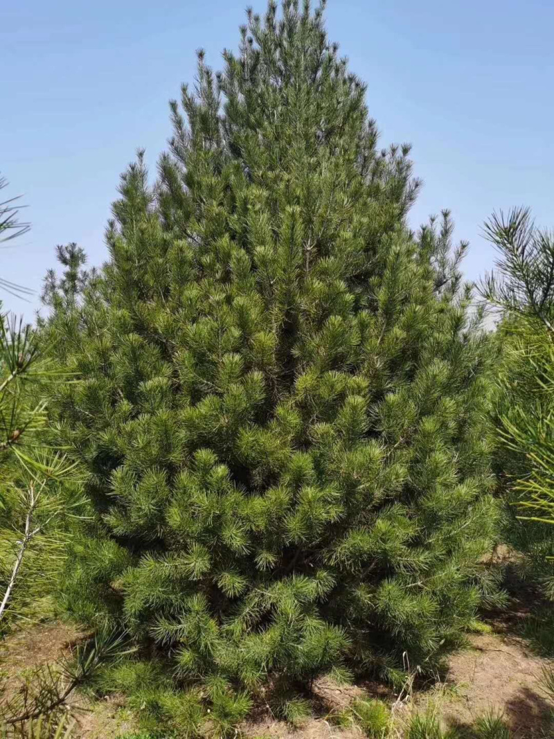 蓝田县白皮松基地欢迎你前来考察，我们有精心的团队