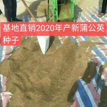 蒲公英种子2020年产新上市